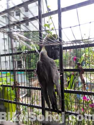 সুন্দর ও স্বাস্থ্যবান ককাটেল পাখি (Cockatiel) বিক্রি হচ্ছে